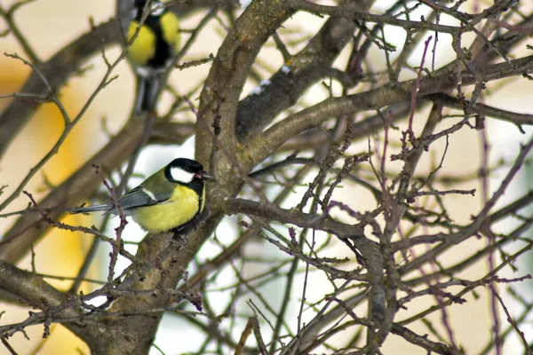 Pássaros Comem Sementes Jardim Inverno — Fotografia de Stock