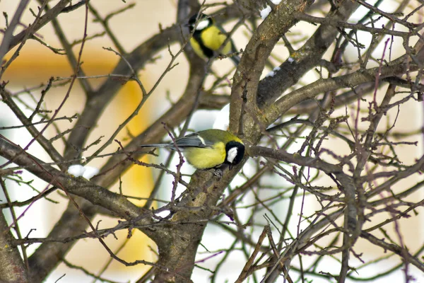 Birds Eat Seeds Garden Winter — Stock Photo, Image