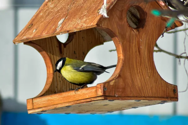 Birds Eat Seeds Garden Winter — Stock Photo, Image