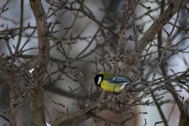 Kuşlar kışın bahçede tohum yerler.