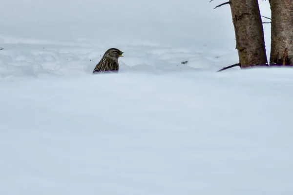Ptaki Jedzą Nasiona Ogrodzie Zimą — Zdjęcie stockowe