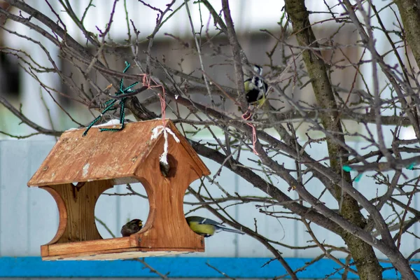Pássaros Comem Sementes Jardim Inverno — Fotografia de Stock