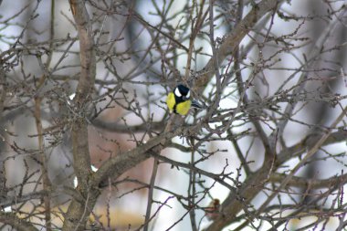 Kuşlar kışın bahçede tohum yerler.