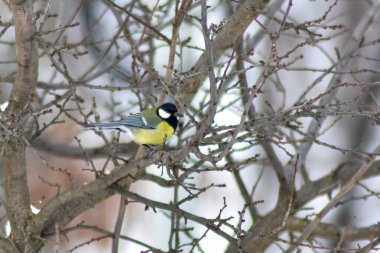 Kuşlar kışın bahçede tohum yerler.