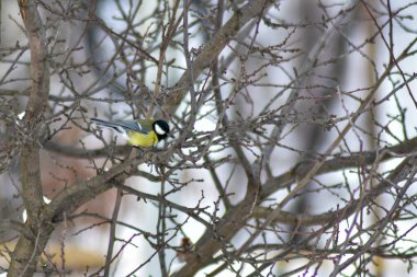 Kuşlar kışın bahçede tohum yerler.