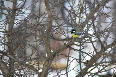 Kuşlar kışın bahçede tohum yerler.