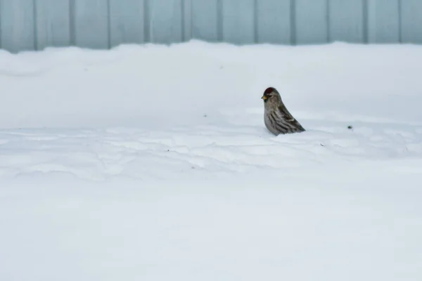 Oiseaux Mangent Des Graines Dans Jardin Hiver — Photo