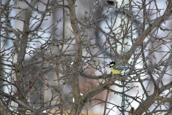 Ptaki Jedzą Nasiona Ogrodzie Zimą — Zdjęcie stockowe