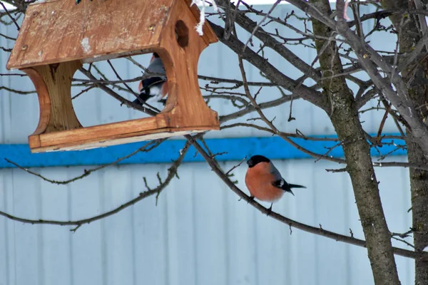 Gli Uccelli Mangiano Semi Giardino Inverno — Foto Stock