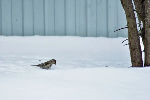 Oiseaux Mangent Des Graines Dans Jardin Hiver — Photo