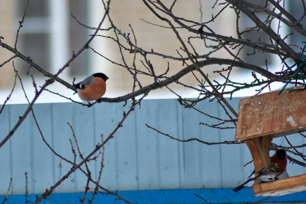 Gli Uccelli Mangiano Semi Giardino Inverno — Foto Stock