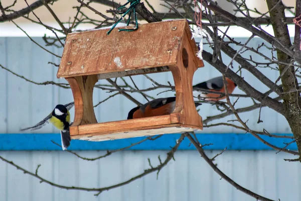鳥は冬に庭で種を食べる — ストック写真