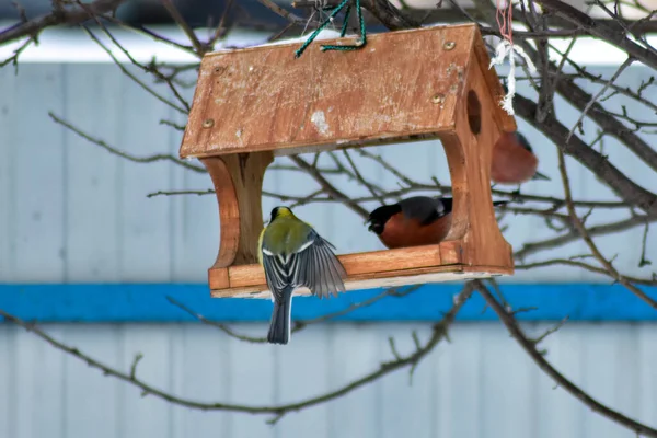 Πουλιά Τρώνε Σπόρους Στον Κήπο Χειμώνα — Φωτογραφία Αρχείου