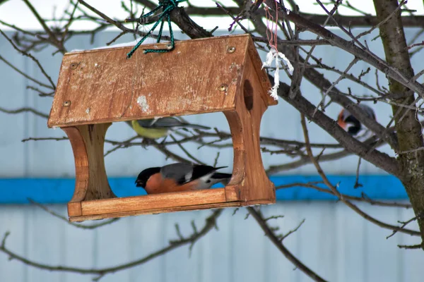 Gli Uccelli Mangiano Semi Giardino Inverno — Foto Stock