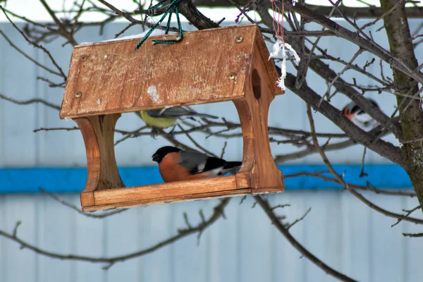 Birds Eat Seeds Garden Winter — Stock Photo, Image