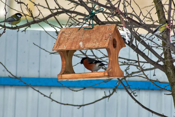 鳥は冬に庭で種を食べる — ストック写真