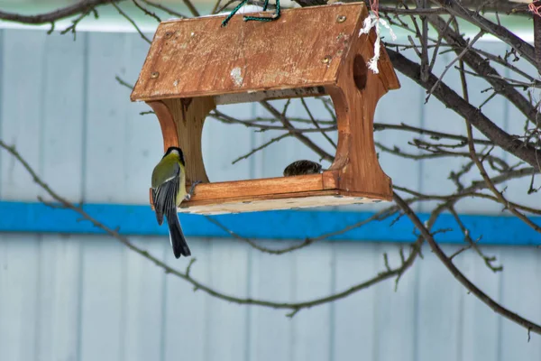 Gli Uccelli Mangiano Semi Giardino Inverno — Foto Stock