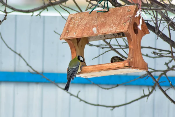 Gli Uccelli Mangiano Semi Giardino Inverno — Foto Stock