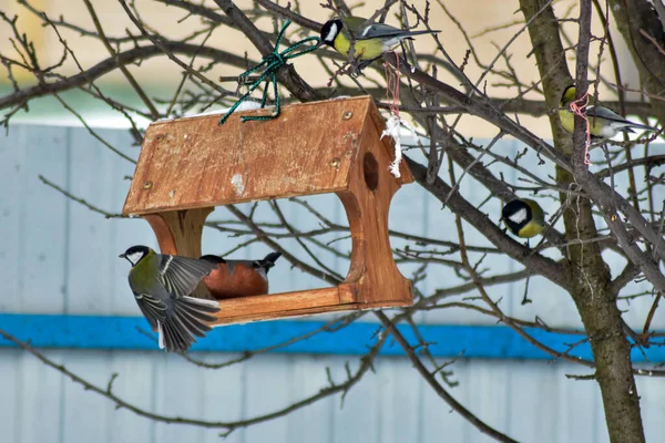 Gli Uccelli Mangiano Semi Giardino Inverno — Foto Stock