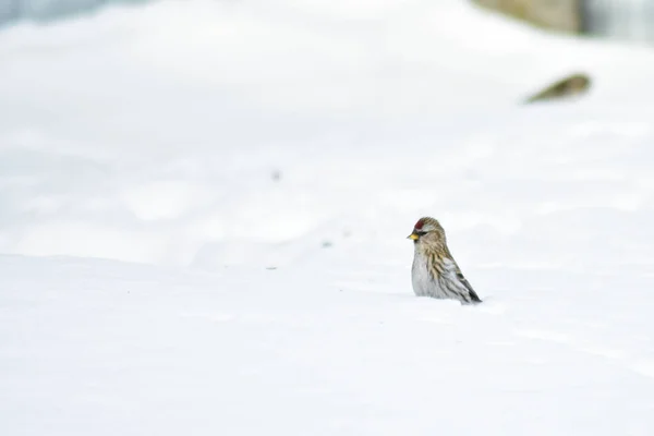 鳥は冬に庭で種を食べる — ストック写真