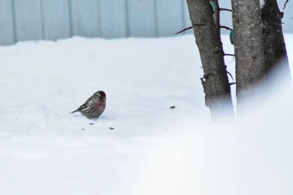 Ptaki Jedzą Jedzenie Zimą — Zdjęcie stockowe
