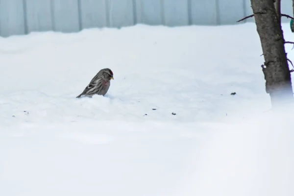 Ptaki Jedzą Jedzenie Zimą — Zdjęcie stockowe