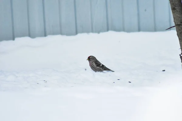 鳥は冬に食べ物を食べる — ストック写真