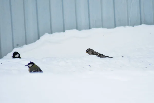 鳥は冬に食べ物を食べる — ストック写真