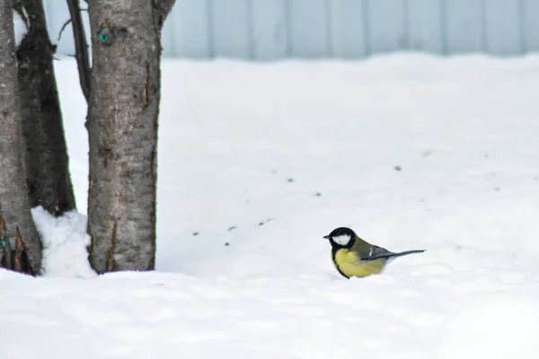 Oiseaux Mangent Nourriture Hiver — Photo