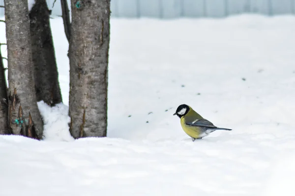 Oiseaux Mangent Nourriture Hiver — Photo