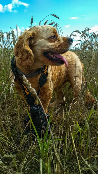 Cão Cocker Spaniel Campo — Fotografia de Stock