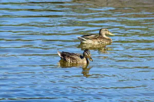 Beautiful Duck Swims Lake — Stock Photo, Image