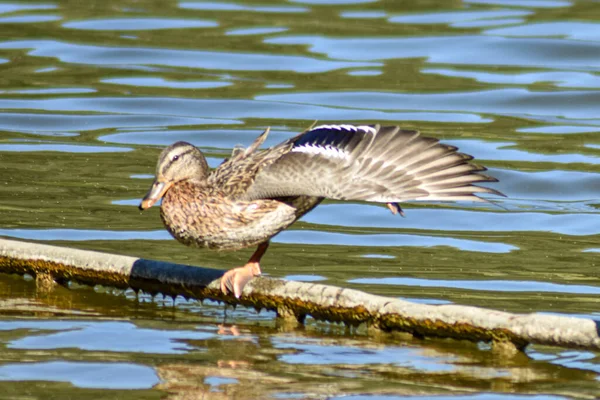 Schöne Ente Schwimmt See — Stockfoto