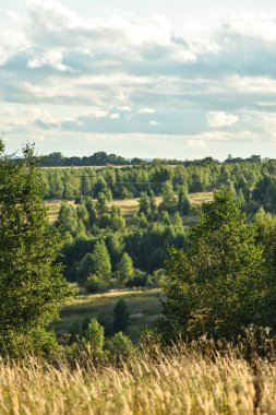 Güzel tarlanın panoramik manzarası