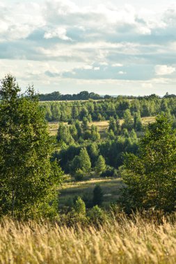 Güzel tarlanın panoramik manzarası