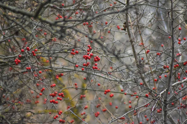 Bündel Roter Esche Auf Einem Baum — Stockfoto