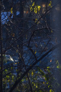 Sonbaharda ağaçta nadir yapraklar