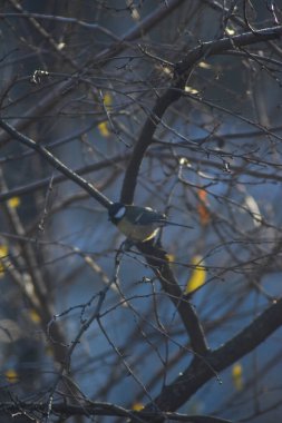 Kuş bir ağaç dalına oturur.