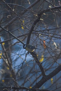 Kuş bir ağaç dalına oturur.