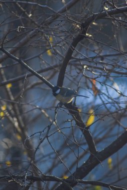 Kuş bir ağaç dalına oturur.
