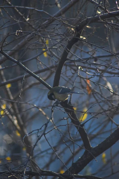 鸟坐在树枝上 — 图库照片