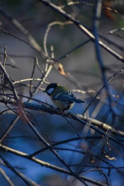 Kuş bir ağaç dalına oturur.