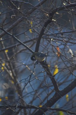 Kuş bir ağaç dalına oturur.