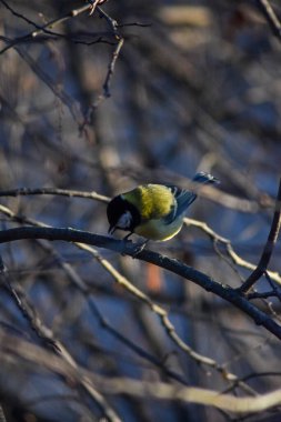 Kuş bir ağaç dalına oturur.
