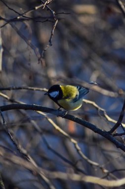 Kuş bir ağaç dalına oturur.