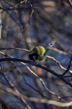 Kuş bir ağaç dalına oturur.