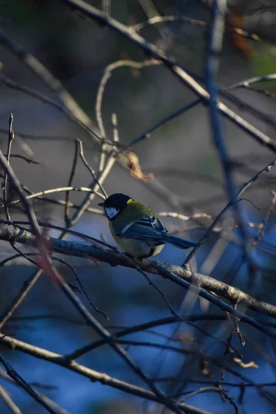 Bird Sits Tree Branch — Stock Photo, Image