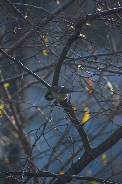 Kuş bir ağaç dalına oturur.