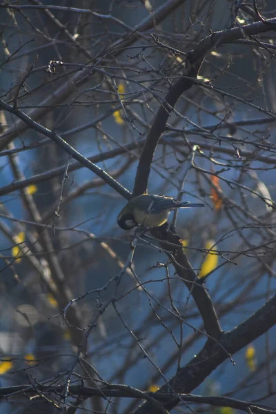 Uccello Siede Ramo Albero — Foto Stock