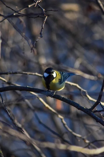 Oiseau Assis Sur Une Branche Arbre — Photo